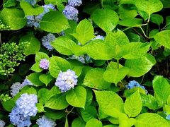 -业华湘·特色菜