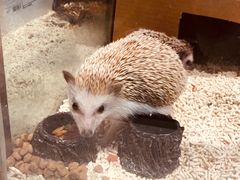 -momokira米努特·德文卷毛猫·棉花面纱犬