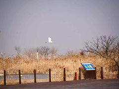 -盐城丹顶鹤湿地生态旅游区