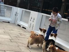 -柯斗斗主题餐厅·狗咖·围炉煮茶·茶饮(国瑞升平里店)