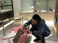 -momokira米努特·德文卷毛猫·棉花面纱犬
