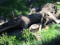 -奥兰多迪士尼动物王国乐园