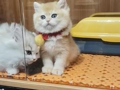 -欣宠猫屋·矮脚拿破仑·蓝金金渐层