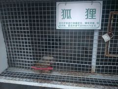 清蒸鲜白鱼-西新饭店(城中店)