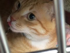 -东莞宠友24H宠物中心医院·转诊夜诊·异宠(新河北路院)