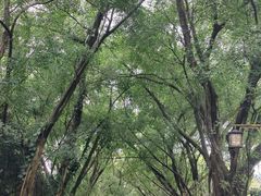 -大屏嶂森林公园
