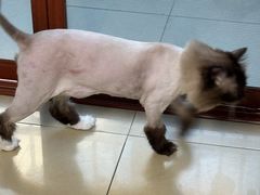 -老吴的猫·猫舍(新区店)