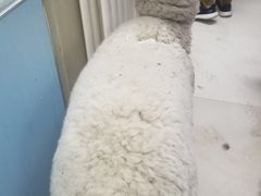 -北京观赏动物医院·24小时大型综合·猫专科·异宠专科