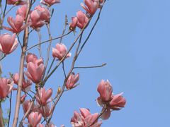 -重庆市江北嘴中央商务区中央公园