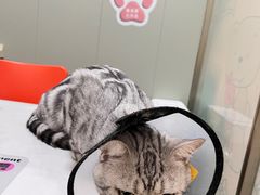 -伟伟宠物医院·瑞派猫友好医院·猫科(光谷店)