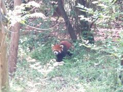 -成都大熊猫繁育研究基地