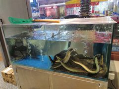 水产区-本炙炭烤·蒲烧活鳗料理店(金沙洲店)