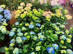 -双季花艺园艺市场(浦东店)