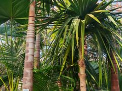 -国家植物园南园