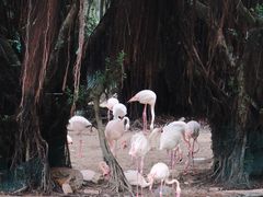 -九龙公园