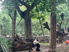 -都江堰中华大熊猫苑