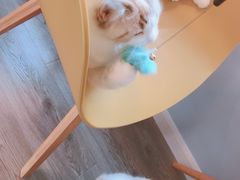 -COTTON CAFE(德信·中外公寓店)