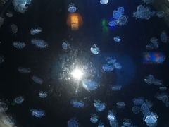 -太平洋海底世界