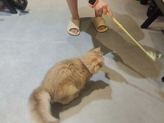 -琪喵猫屋·撸猫猫咖·猫舍