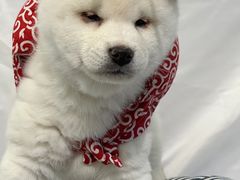 -萌宠之家·腊肠犬·马尔泰·小体犬舍
