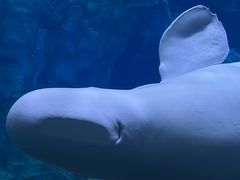 -珠海长隆海洋王国