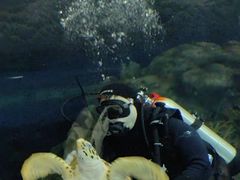 -上海海洋水族馆
