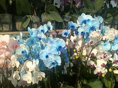 -龙大花卉苗木市场