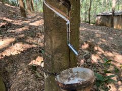 -西双版纳基诺山寨