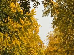 -三里屯东五街银杏大道