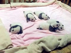 -成都大熊猫繁育研究基地