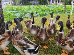 -惠州西湖风景名胜区-丰渚园