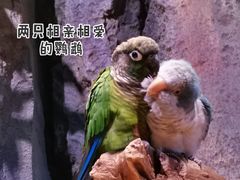 -正佳雨林生态植物园