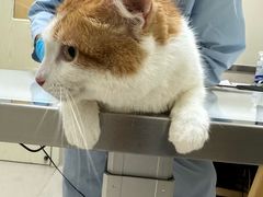 -爱妮康宠物医院·干细胞免疫细胞·肿瘤·心脏(张江店)