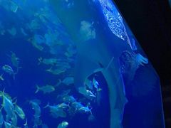 -烟台海昌鲸鲨海洋公园