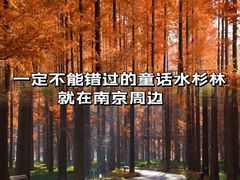 -黄海国家森林公园