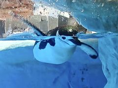 -海合安成都极地海洋公园