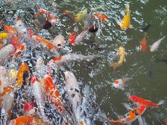 -南宫五洲植物乐园