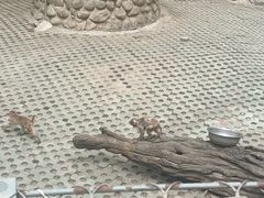 -西安秦岭野生动物园