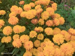 -紫颐香薰山谷景区