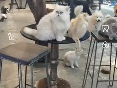 -more than meow吴止猫主题餐厅(承德 中船汇店)