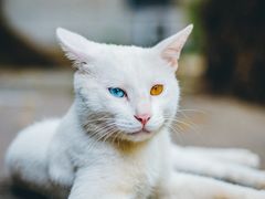 -西园寺