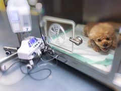 -爱侣宠医·鹦鹉专科·小型哺乳类·异宠专科(灵石路店)