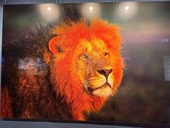 -罗红摄影艺术馆