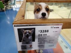 -龟与熊猫宠物公园(南坪店)