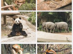 -广州长隆野生动物世界