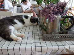 景观位-海边的猫和咖啡馆