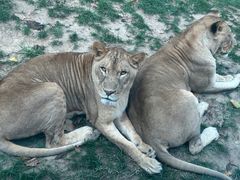 -北京野生动物园