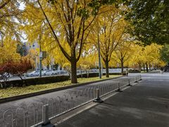 -三里屯东五街银杏大道