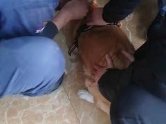 -A猫a狗全科·犬猫异宠·芥西宠物医院(南开总院)