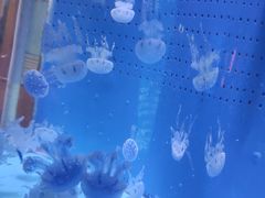 -厦门海底世界